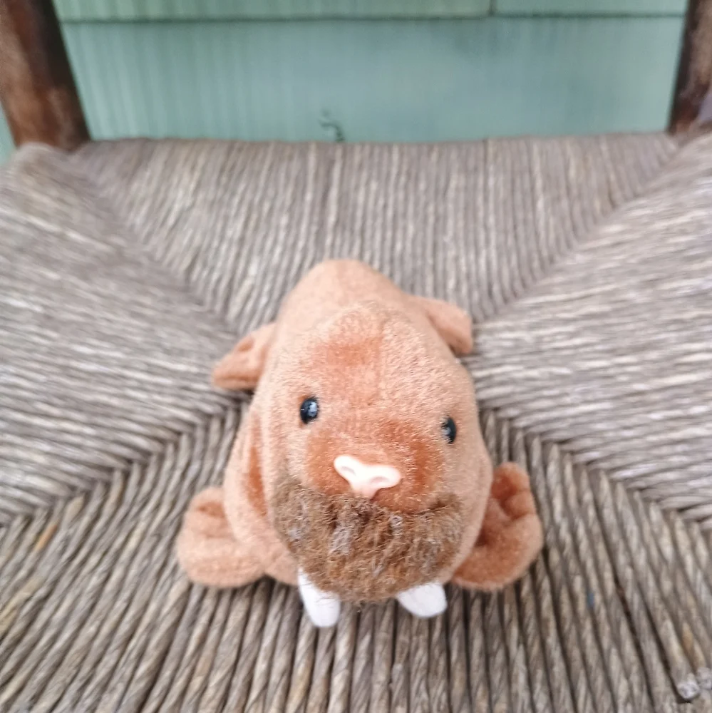 Paul the Walrus 1999 Vintage TY Beanie Babies 6in No Tag - Picture 2 of 7